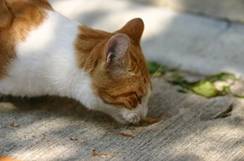 ���߂�H�ׂ�L�̃t���[�ʐ^